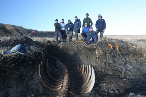Skeleton of Ancient Sea Cow Found on Bering Island